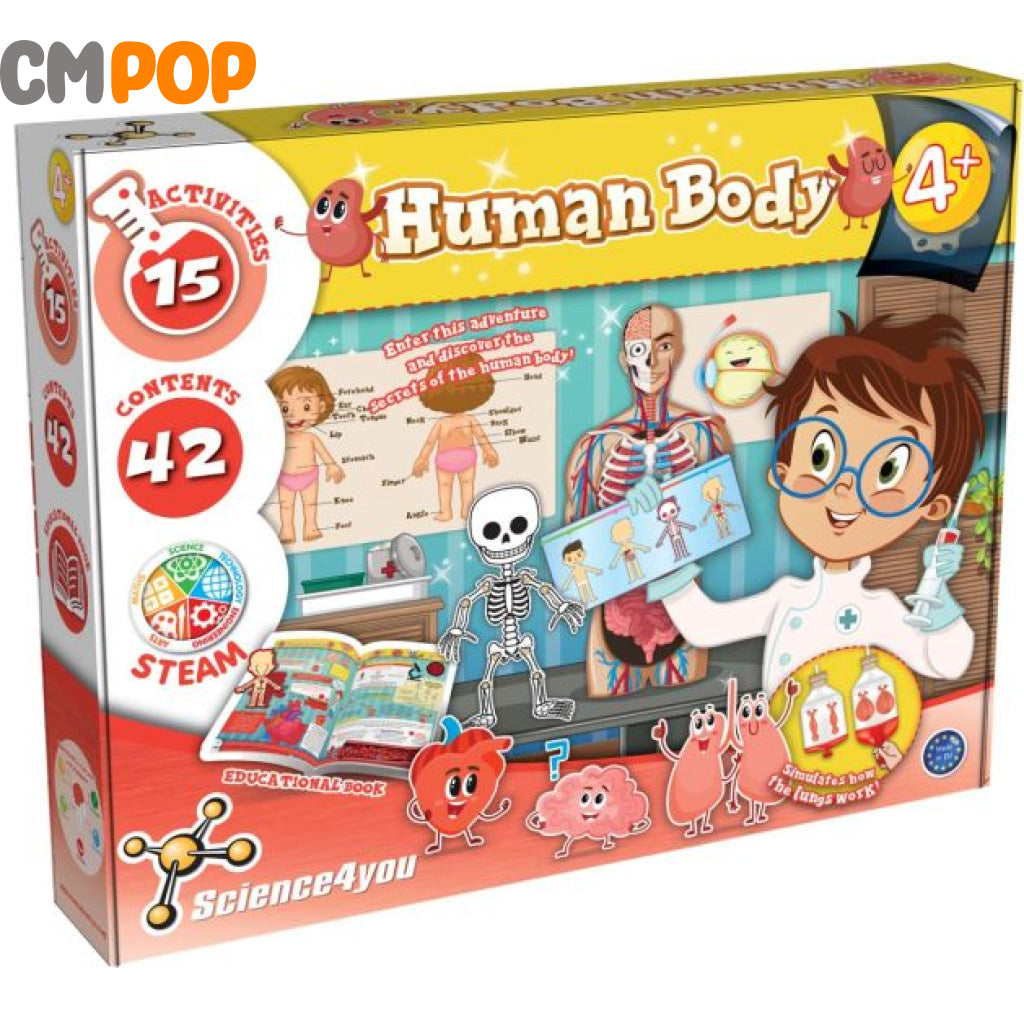 Human Body Toy
